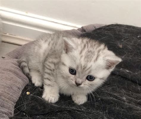 Full Pedigree Silver Tabby Black Tipped British Shorthair Kittens Bsh