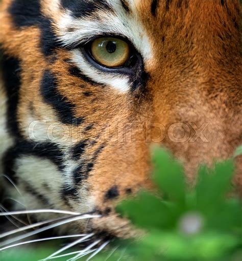 Close Up Bengal Tiger Eye Looking Stock Image Colourbox