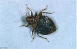 Photos of Bed Bug Spray Poisoning