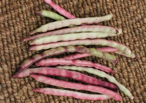 Category Southern Peas Cowpea Seedway