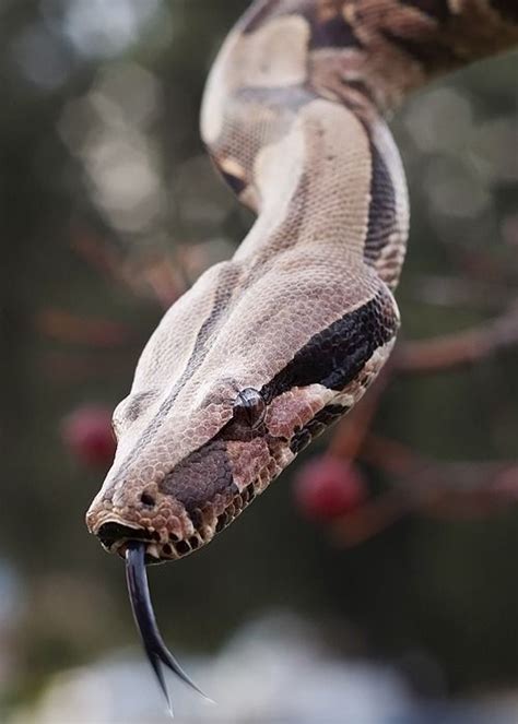 An Image Of A Snake That Is On The App For Photoshopped With Instagram