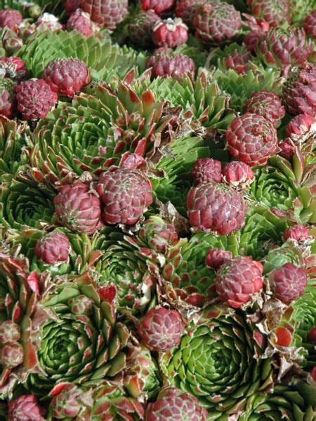 Sempervivum Red Beauty Hens And Chicks 4 Potted Perennial