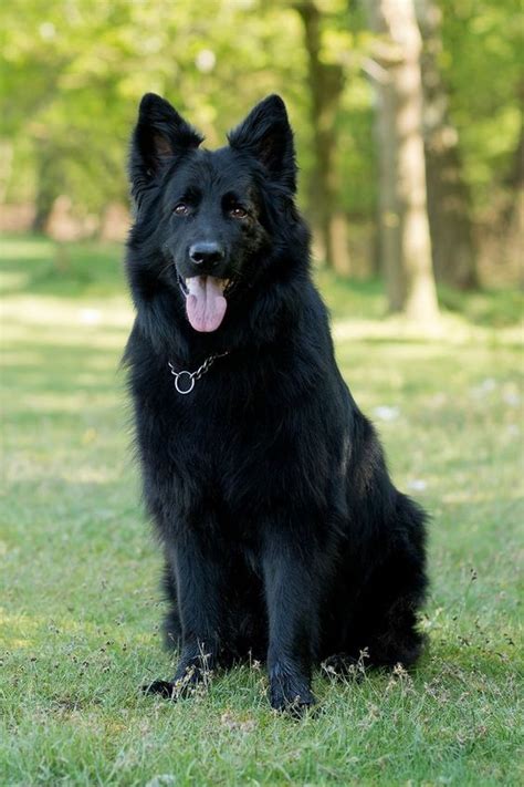 Pin By Ariadnny Vasconcelos On Shepherds And Wolfdogs German Sheperd