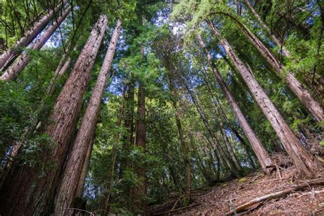 Redwood Trees Sequoia Sempervirens Forest San Francisco Bay Area