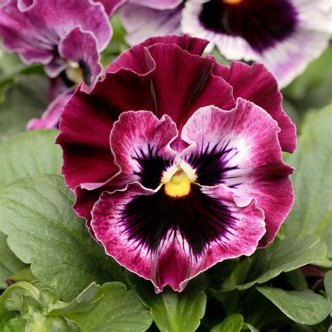Pansy Seeds F1 Frizzle Sizzle Raspberry Suttons