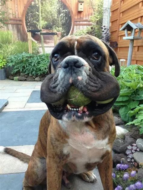 14 Facts About Boxer Dogs You Probably Didnt Know Petpress Boxer