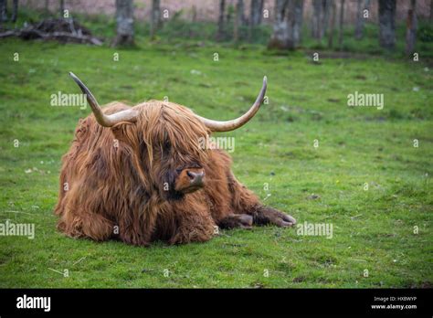 Scottish Highland Scene Hi Res Stock Photography And Images Alamy