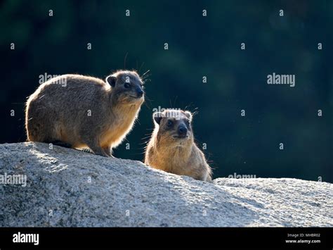 Cape Hyrax Procavia Capensis Young And Old Animal Sit On Rocks