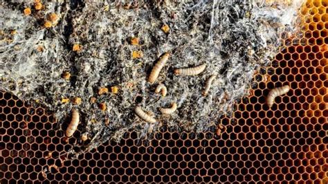 Small Hive Beetle Larvae Vs Wax Moth Larvae Beekeeper Tips