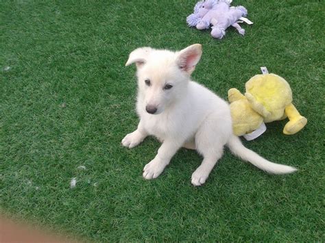 White german shepherds are loyal to the core, and will even risk their own lives to protect their human owner and family. white german shepherd puppy | Doncaster, South Yorkshire ...