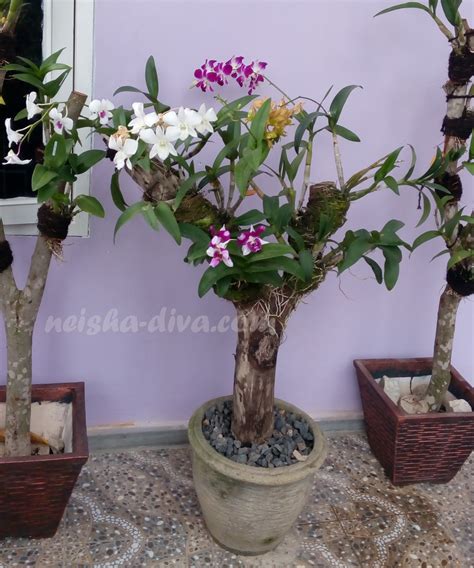 Gambar Bunga Anggrek Dalam Pot Cabai