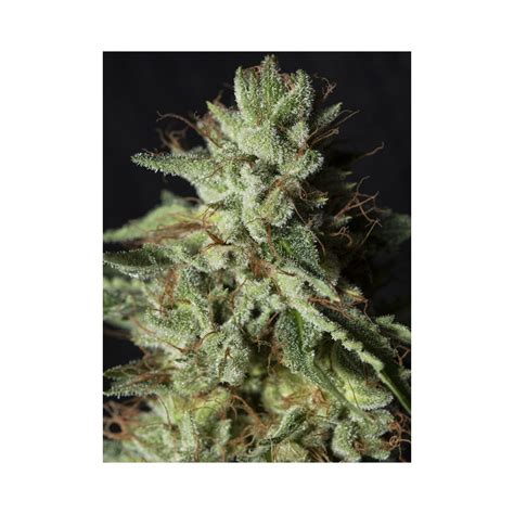 Gorilla Candy Strain Info Gorilla Candy Weed By Eva Seeds Growdiaries
