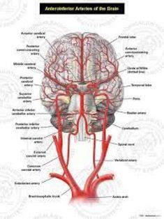 For venn diagrams used in reading and writing, please see our compare and contrast. Arteries | For the love of NURSING! | Human body anatomy ...