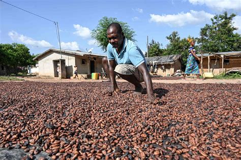 Côte Divoire Ghana Demand Higher Prices For Their Cocoa Growers The East African