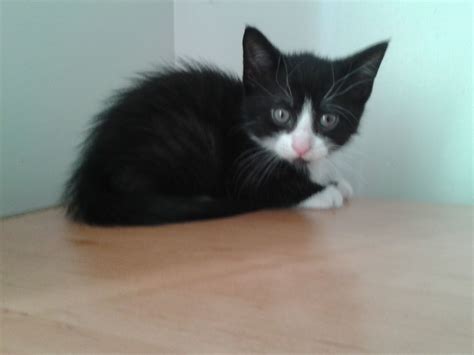 Kittens and cats for sale.com does not breed these cats or kittens ourselves and we do not sell them. 4 Very cheap beautiful kittens for sale | Corby ...