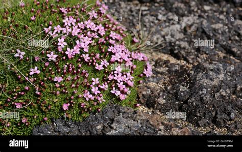 Pink Moss Flower On A Rock Stock Photo Alamy
