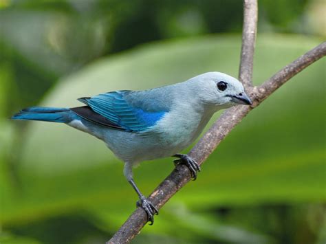 The Blue Gray Tanager Aka The Blue Saki A Stunning Beauty In Guyana