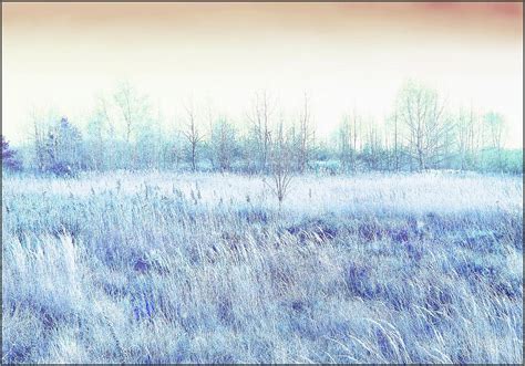 Blue Grasses Photograph By Slawek Aniol Fine Art America