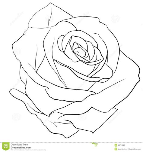 Pin By Manasu On Small Tattoos Rose Outline Roses Drawing Flower