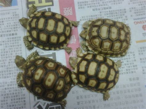 Sulcata Turtle 3in For Sale Adoption From Penang