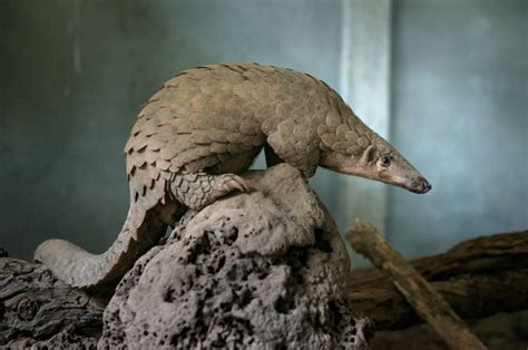 Trade Ban To Protect Pangolins Enough To Save Them The New York Times