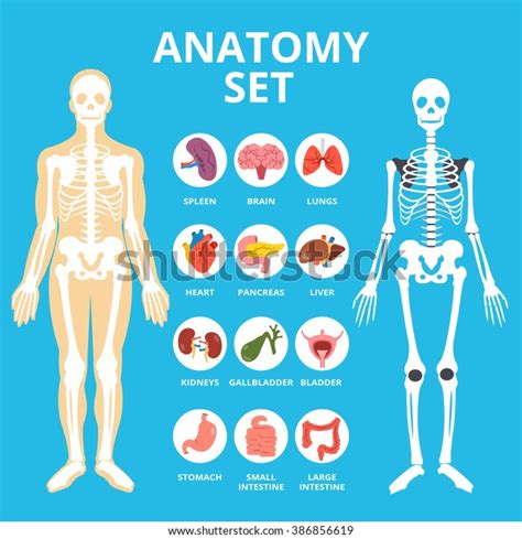 Anatomy Set Anatomy Infographics Human Internal Organs Icons Set