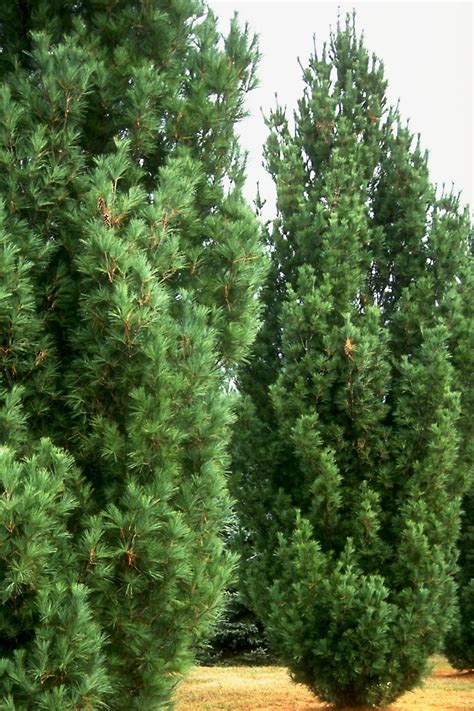 Pinus Strobus Fastigiata Eastern White Pine 7 Ft Trees Siteone