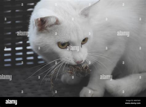 Close Up Of Cat Carrying Mouse In Mouth Stock Photo Alamy