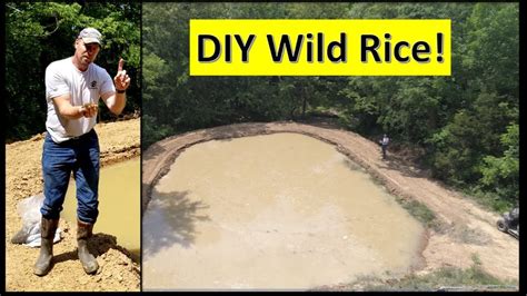 4 / 13 / 13. DIY Planting WILD Rice Duck Pond and (Prepper pond??) 05 ...