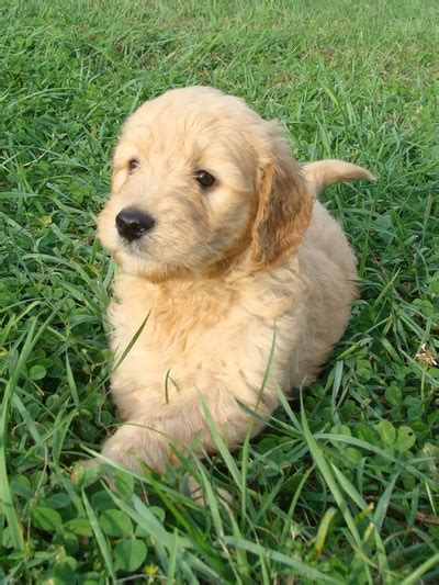 Irish doodle puppy for sale , first injection , microchipped, and wormed up to date , mother is a ir. Irish Doodle & Goldendoodle Puppies For Sale Eagle Valley ...