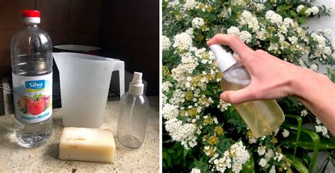 Cómo hacer un spray insecticida casero para las plantas TU CONSULTA
