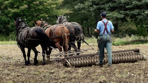 Why Farmers Are Revved Up About Horse Powered Farming Ctv News
