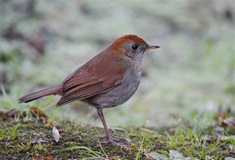 Ruddy Capped Nightingale Thrush San Gerardo De Dota Cost Flickr