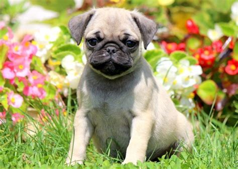 Pug Puppies For Sale Keystone Puppies