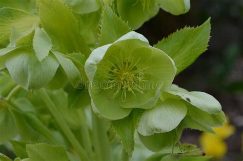 Beautiful Green Hellebore Flower Blooming In A Garden Stock Image