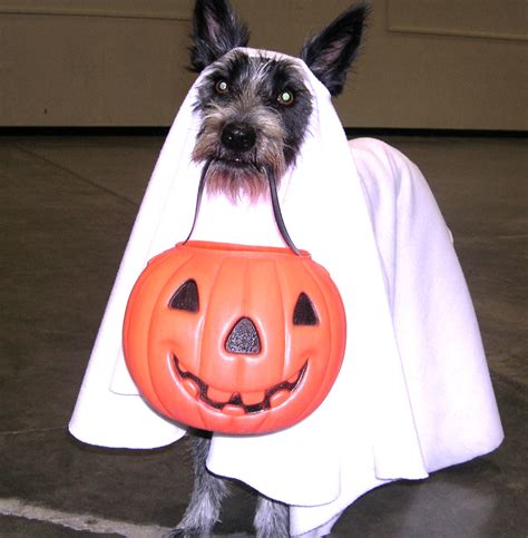 Last Minute Dog Halloween Costumes Woof Report The Best Email