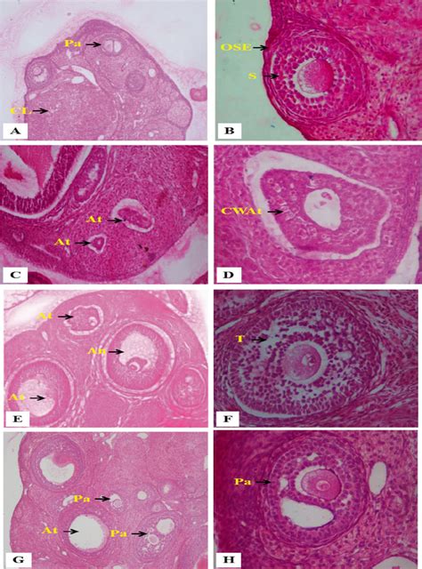 Ovary Histology Control A And B 1 10th Of Ld 50 Of Tz C And D Download Scientific