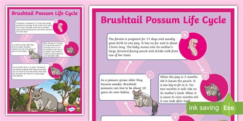 Life Cycle Of A Brushtail Possum Display Poster Twinkl