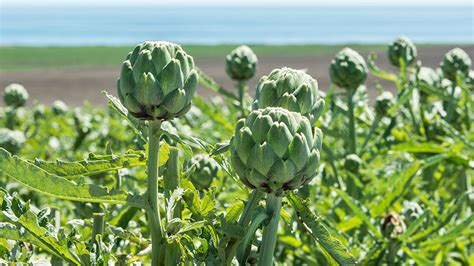 Growing Artichokes Learn How To Plant Grow And Care For Artichokes 2022