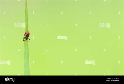 Macro Picture Of A Small Red Tick Insect On A Green Plant Leaf Stock