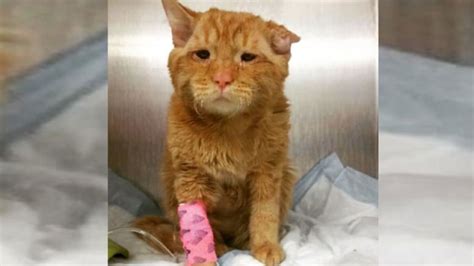 This Might Be The Saddest Cat On The Internet Cbc News