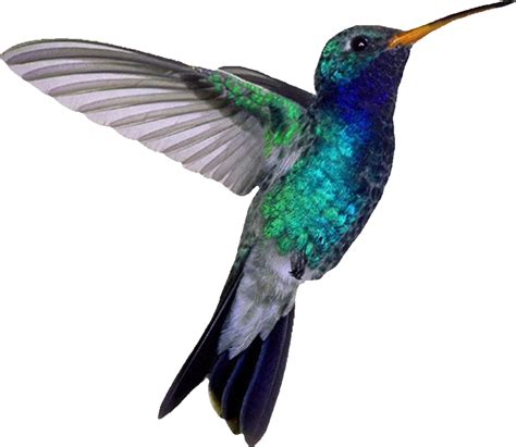 Hummingbird Png Images Free Download Free Transparent Png Logos