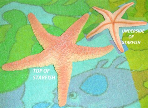 Starfish Replica Aaa Rubber Ebay