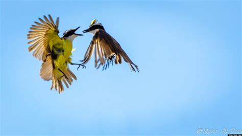 Bird Fight Photo Is One Of The Coolest Pics Youll See Today Huffpost
