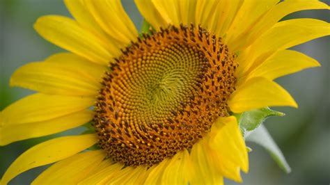 Mckee Beshers Wma Sunflower Fields In Poolesville Montgomery County