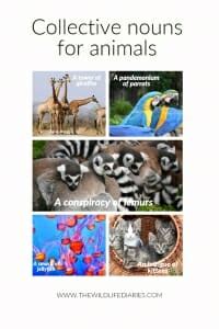 Writers often become confused about whether to treat a collective noun as singular or plural. Collective nouns for animals - Safari talk - The Wildlife ...