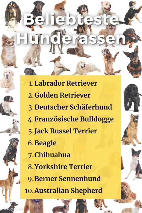 Beliebteste Hunderassen 2024 Top 10 In Deutschland Mit Bild