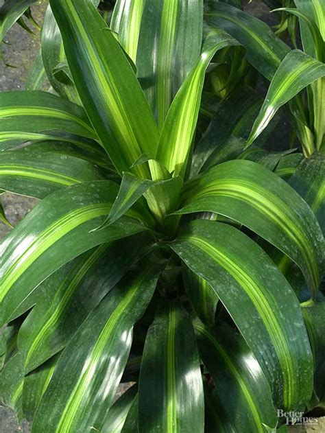 Check spelling or type a new query. Indoor Plants for Low Light