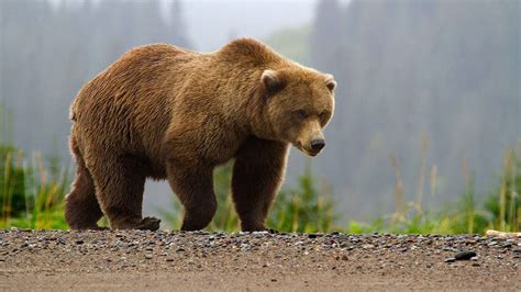Protection For Yellowstone Grizzlies Upheld By Federal Court