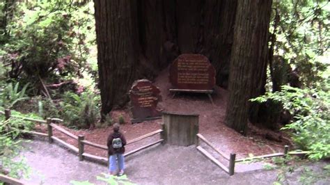 A Natural Cathedral Of Giant Redwood Live Trees Youtube